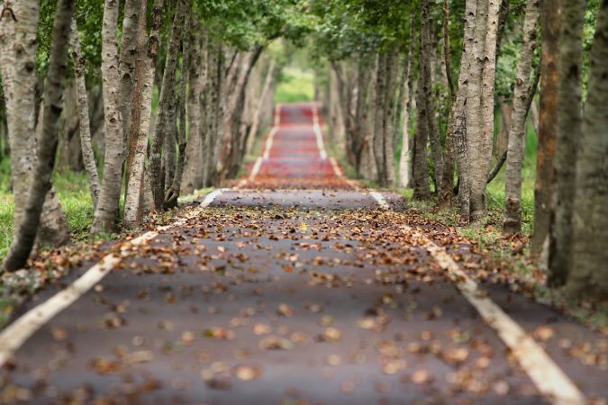 avenue-656969_1280